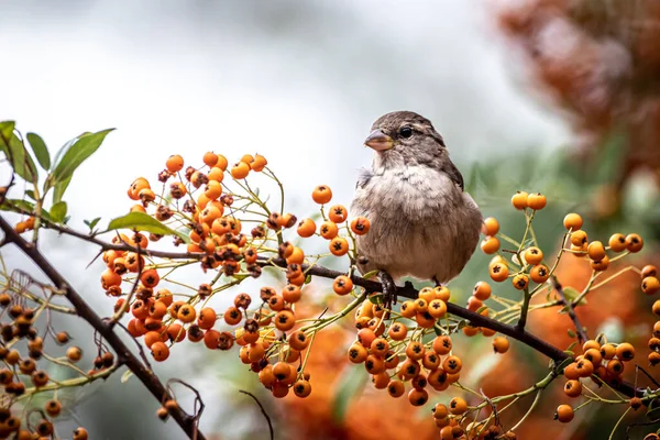 Primo Piano Passero Albero Pieno Frutta — Foto Stock