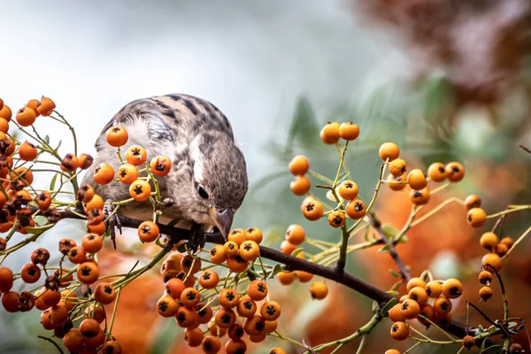 麻雀在长满果实的树上的遮掩 — 图库照片