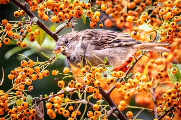 Primer Plano Gorrión Árbol Lleno Fruta —  Fotos de Stock