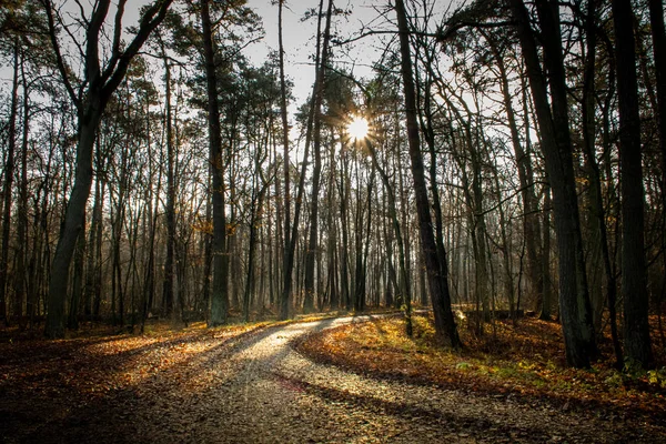 Raios Sol Brilhando Uma Estrada Florestal — Fotografia de Stock