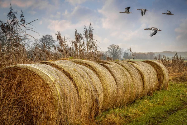 Flock Geese Flying Bales Hay — Stock Photo, Image