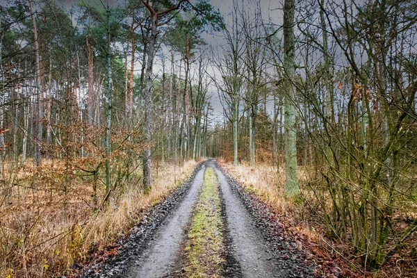 Брудна Дорога Через Ліс — стокове фото