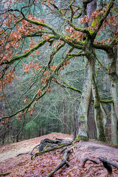 Uma Árvore Velha Com Folhas Vermelhas Cima Monte — Fotografia de Stock