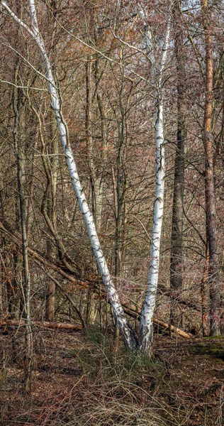 Bétulas Growinbg Uma Floresta Alemã — Fotografia de Stock