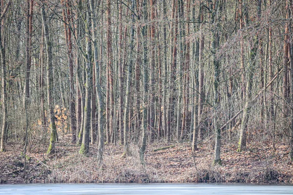 Деревья Краю Замёрзшего Озера — стоковое фото