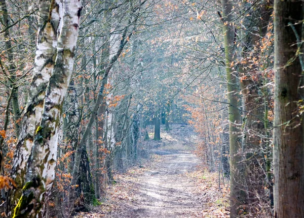 Ґрунтова Стежка Через Ліс — стокове фото