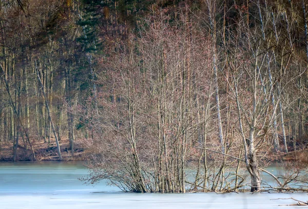 Деревья Растущие Вдоль Края Замёрзшего Озера — стоковое фото