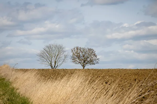 Два Дерева Посреди Вспаханного Поля Высокой Травой Сбоку — стоковое фото