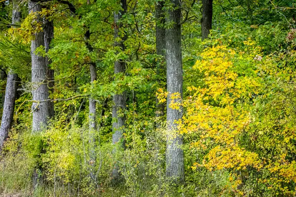 Skog Solig Dag — Stockfoto