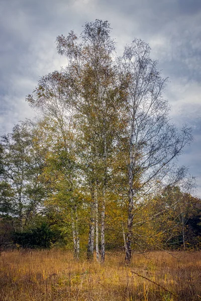 Группа Березовых Деревьев Лугу Солнечный День — стоковое фото