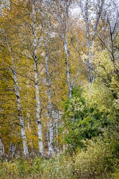 Grupp Björkar Skog Med Skog — Stockfoto