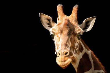 Siyah arkaplanı olan bir zürafanın yakın çekimi.