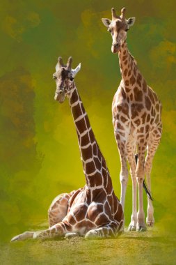 Yeşil arka planda iki zürafa. Biri ayakta, biri yerde.