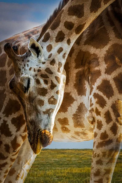 Retrato Uma Girafa Com Longo Pescoço — Fotografia de Stock