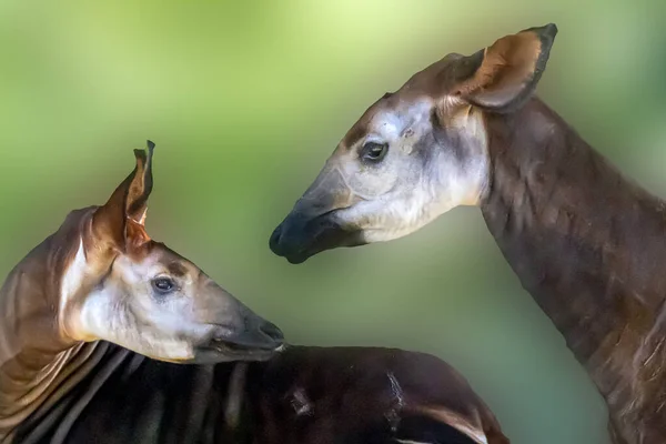 Dos Okapi Delante Fondo Verde — Foto de Stock