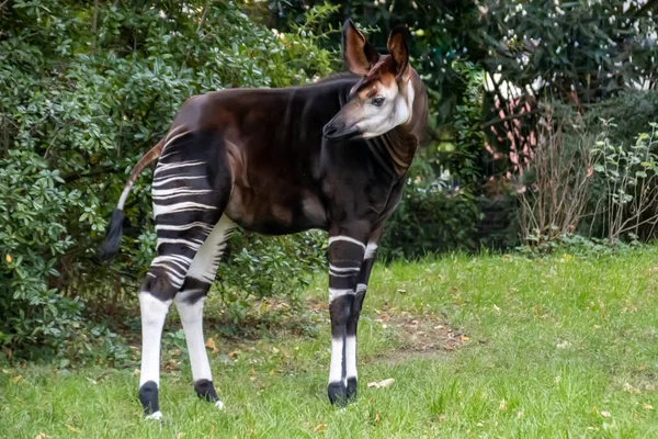 Een Okapi Giraffe Die Een Veld Staat — Stockfoto