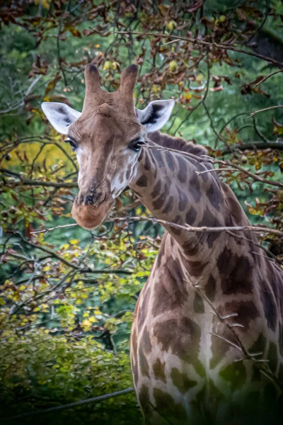 Africká Žirafa Stojící Skupině Barevných Stromů — Stock fotografie