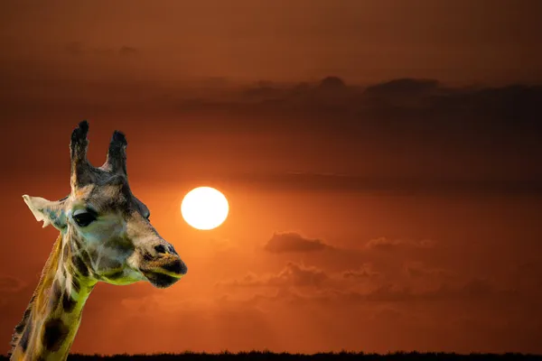 Giraffe African Sunset — Stock Photo, Image