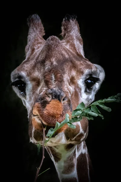 Bela Arte Uma Girafa Comendo Ramo — Fotografia de Stock