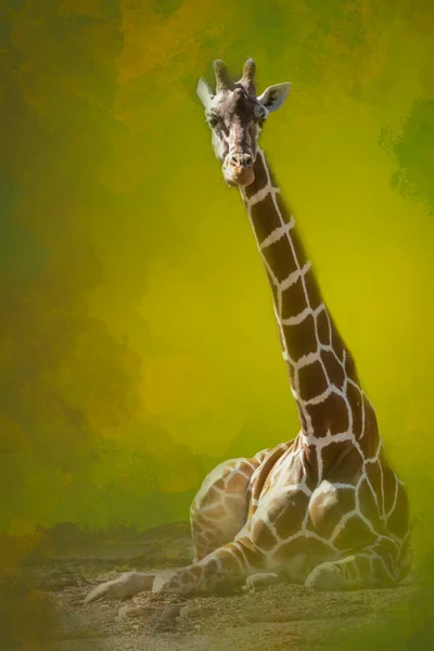 Una Giraffa Che Stabilisce — Foto Stock