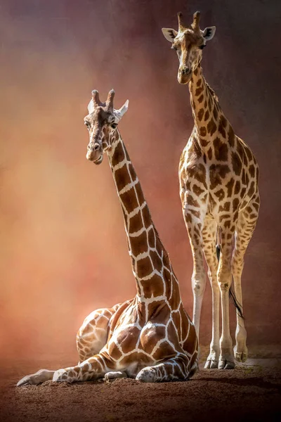 Крупный План Двух Жирафов Оранжевом Фоне — стоковое фото