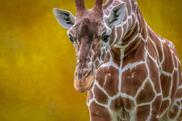 Detailní Záběr Žirafy Žlutém Pozadí — Stock fotografie