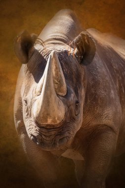 Bir gergedanın portresi