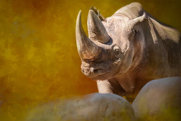 Retrato Rinoceronte Negro —  Fotos de Stock