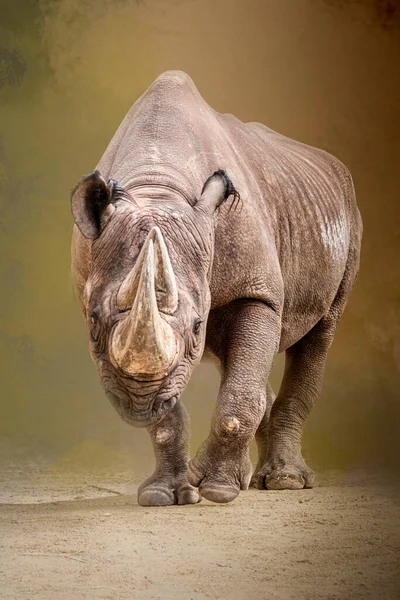 Ein Nashorn Das Durch Den Sand Läuft — Stockfoto