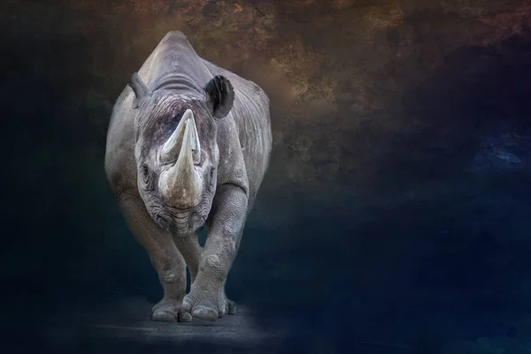 Portrait Grand Rhinocéros Debout — Photo