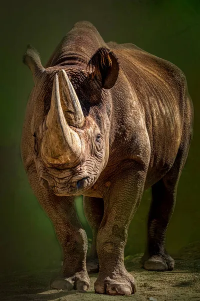 Portrait Rhinocéros Noir — Photo