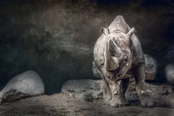 Портрет Образотворчого Мистецтва Носорога — стокове фото