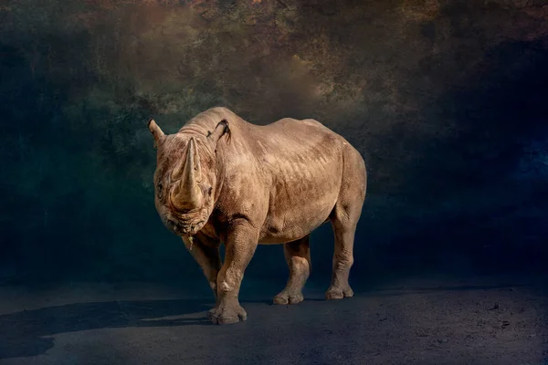 Retrato Rinoceronte Preto — Fotografia de Stock