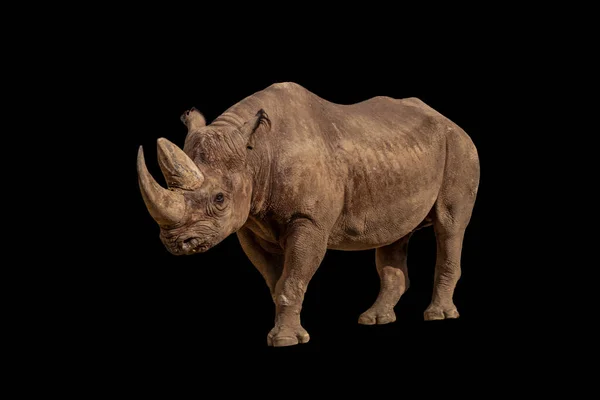 Portrait Black Rhino — Stock Photo, Image