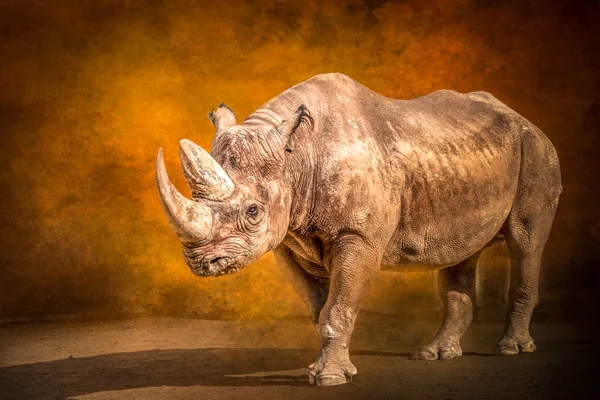 Portrait Artistique Rhinocéros Debout — Photo