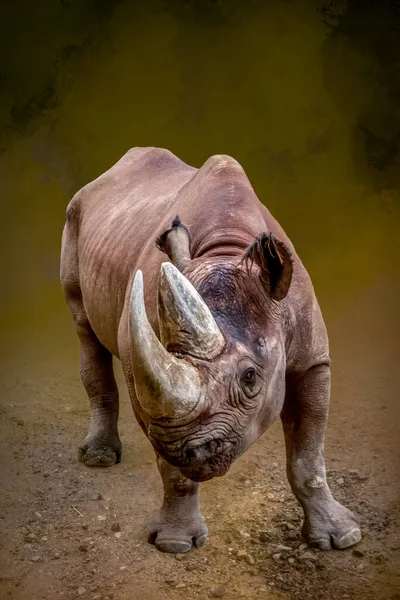 Portrait Rhinocéros Debout — Photo