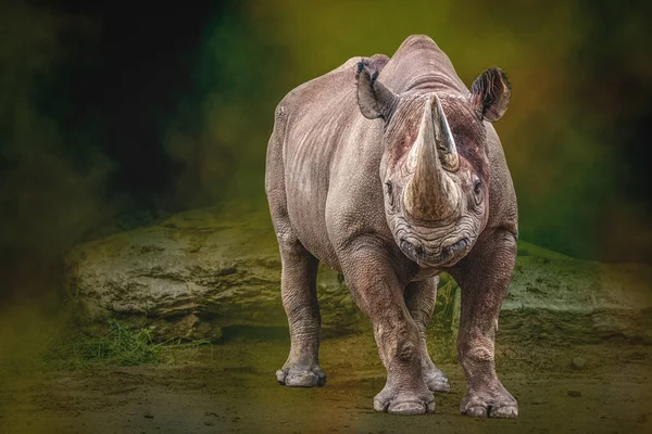 Grande Rinoceronte Preto — Fotografia de Stock