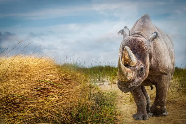 Black Rhino African Savanna — Stock Photo, Image