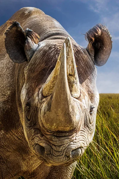 Портрет Великого Носорога Стоїть Трав Янистому Полі — стокове фото