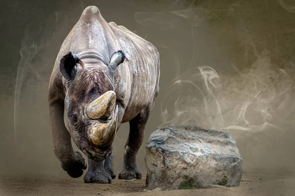Grand Rhinocéros Marchant Côté Rocher — Photo