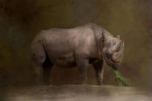 Rhinocéros Mangeant Herbe Verte — Photo