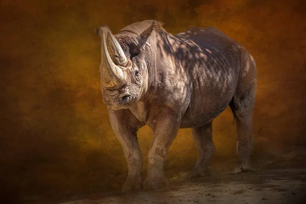 Портрет Пішохідного Чорного Носорога — стокове фото