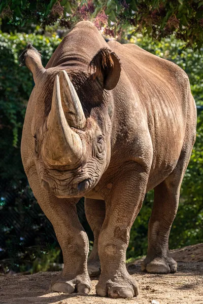 Grand Rhinocéros Debout Tourné Vers Avant — Photo