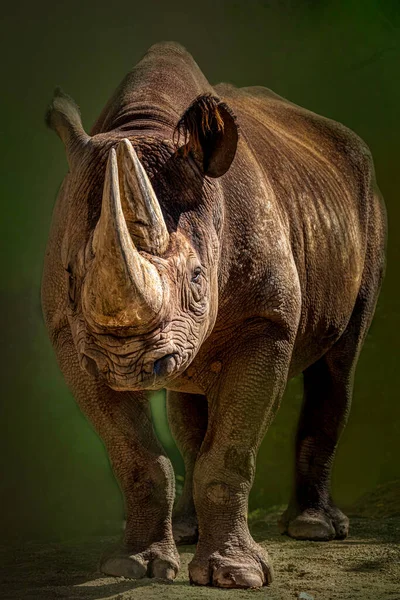 Portrait Rhinocéros Noir Devant Fond Vert Foncé — Photo