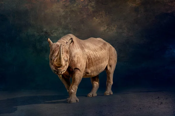 Retrato Artístico Rinoceronte Negro Caminhando Pela Noite — Fotografia de Stock
