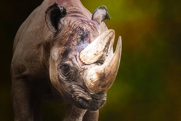 Portrait Rhinocéros Noir Mâle Adulte — Photo