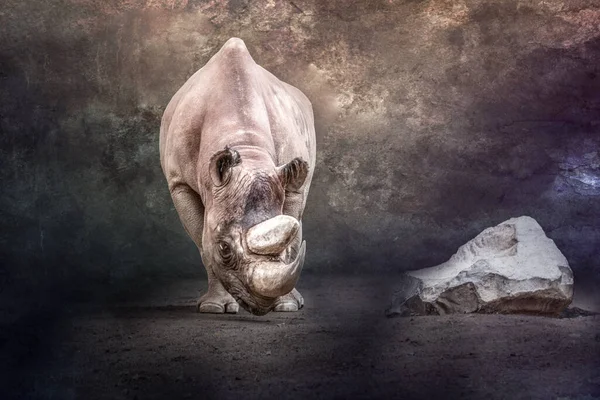 Rhinocéros Adulte Africain Côté Rocher — Photo