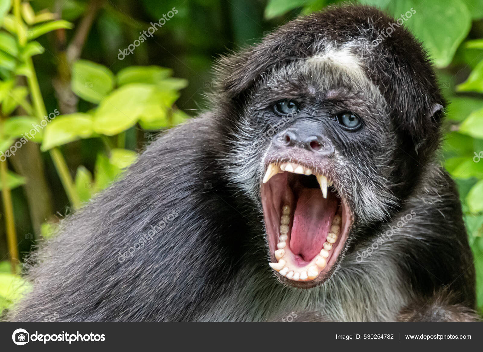 Angry Spider Monkey Sitting Tree Stock Photo by ©RalphLear 530254782
