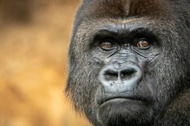 Goril Gümüş Sırt klanını kolluyor.