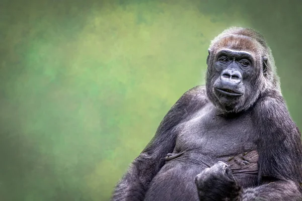 Egy Férfi Gorilla Ököllel — Stock Fotó